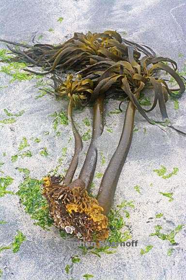 sea palm on beach 1 graphic